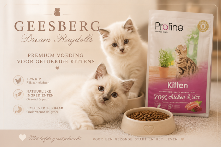Kitten voeding