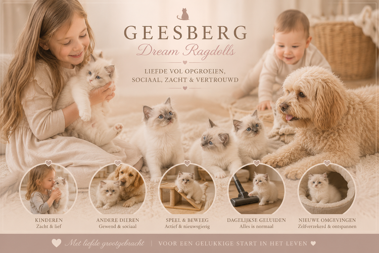 Beschikbare kittens Geesberg