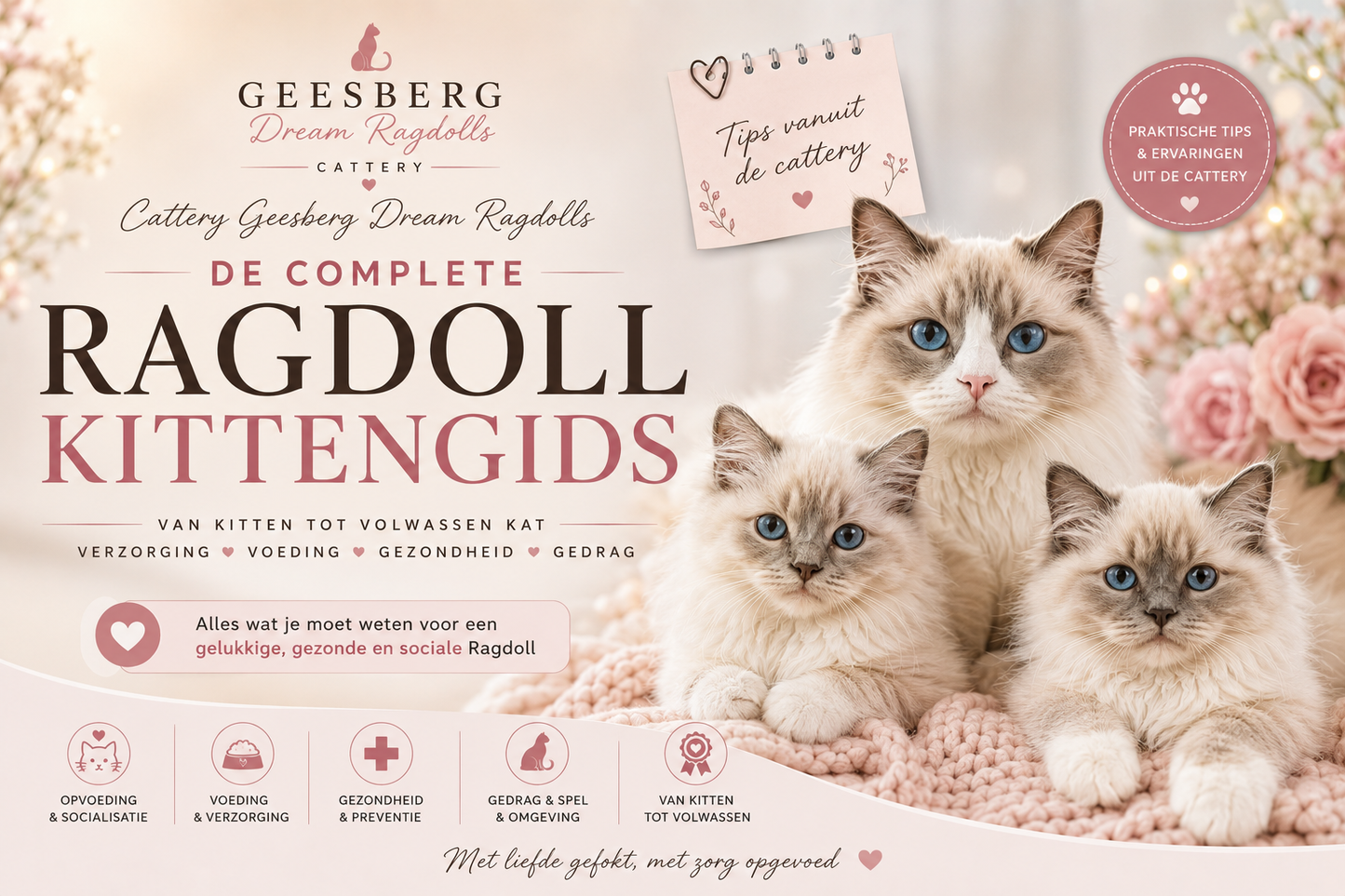 E-book: De complete Ragdoll kittengids