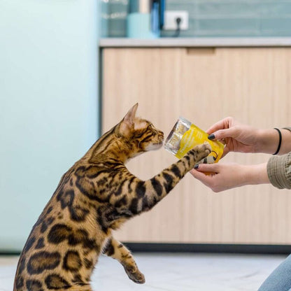 Little Big Paw - Gourmet Chicken Mousse - Dierenshop Lady