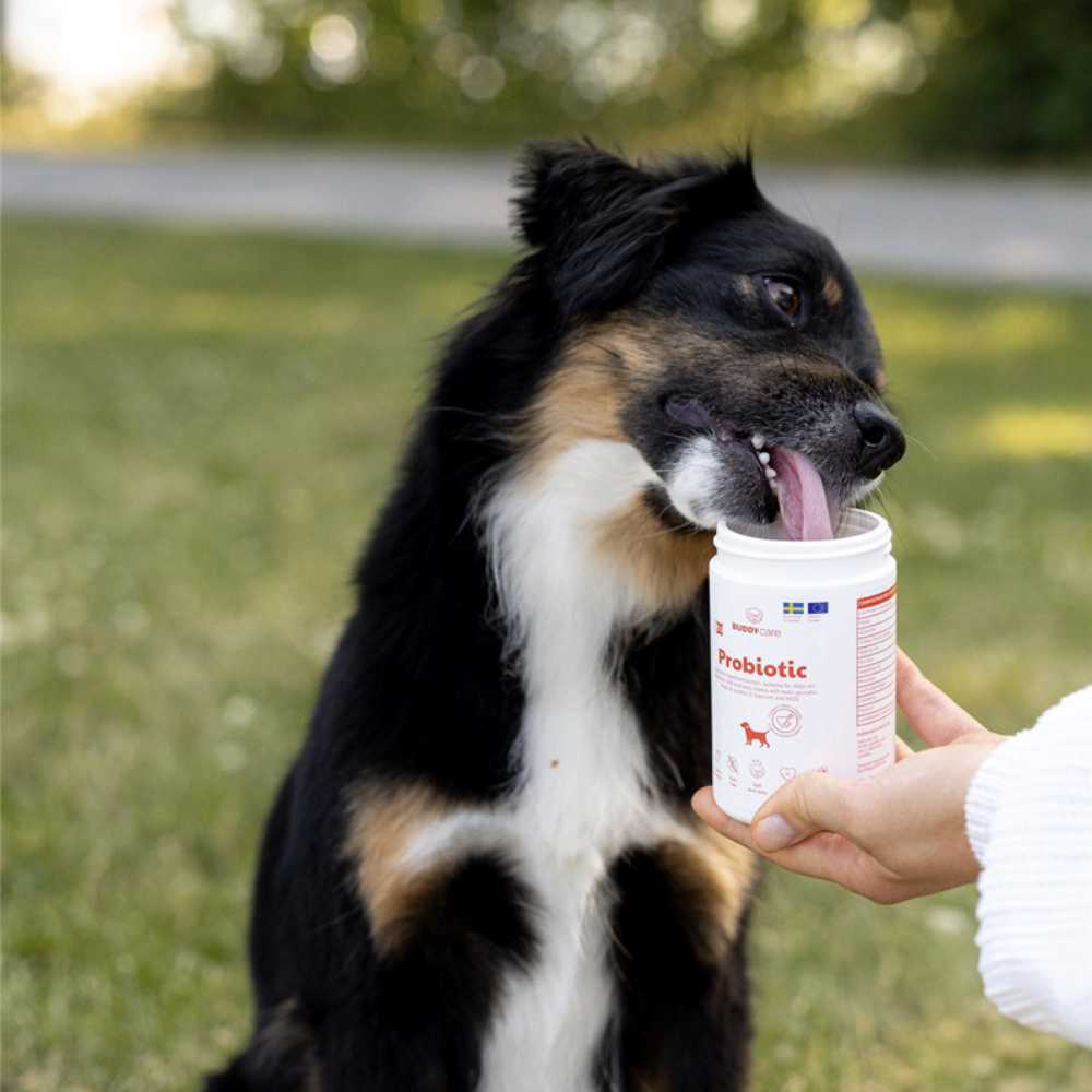 BUDDY - Care Probiotic